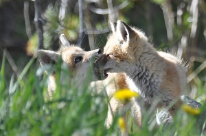 Baby Fox at Play